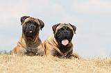 BULLMASTIFF 278